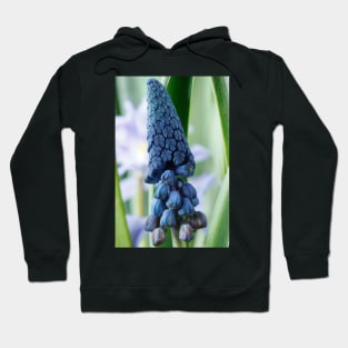 Bellevalia paradoxa  Grape hyacinth  syn.  Muscari paradoxum Hoodie